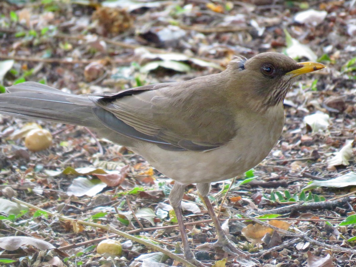 Creamy-bellied Thrush - João Menezes