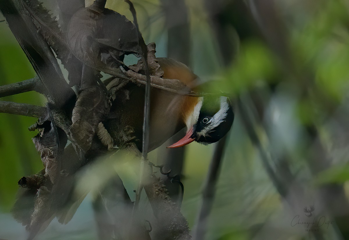 Black-crowned Scimitar-Babbler - Chiranjib Dutta