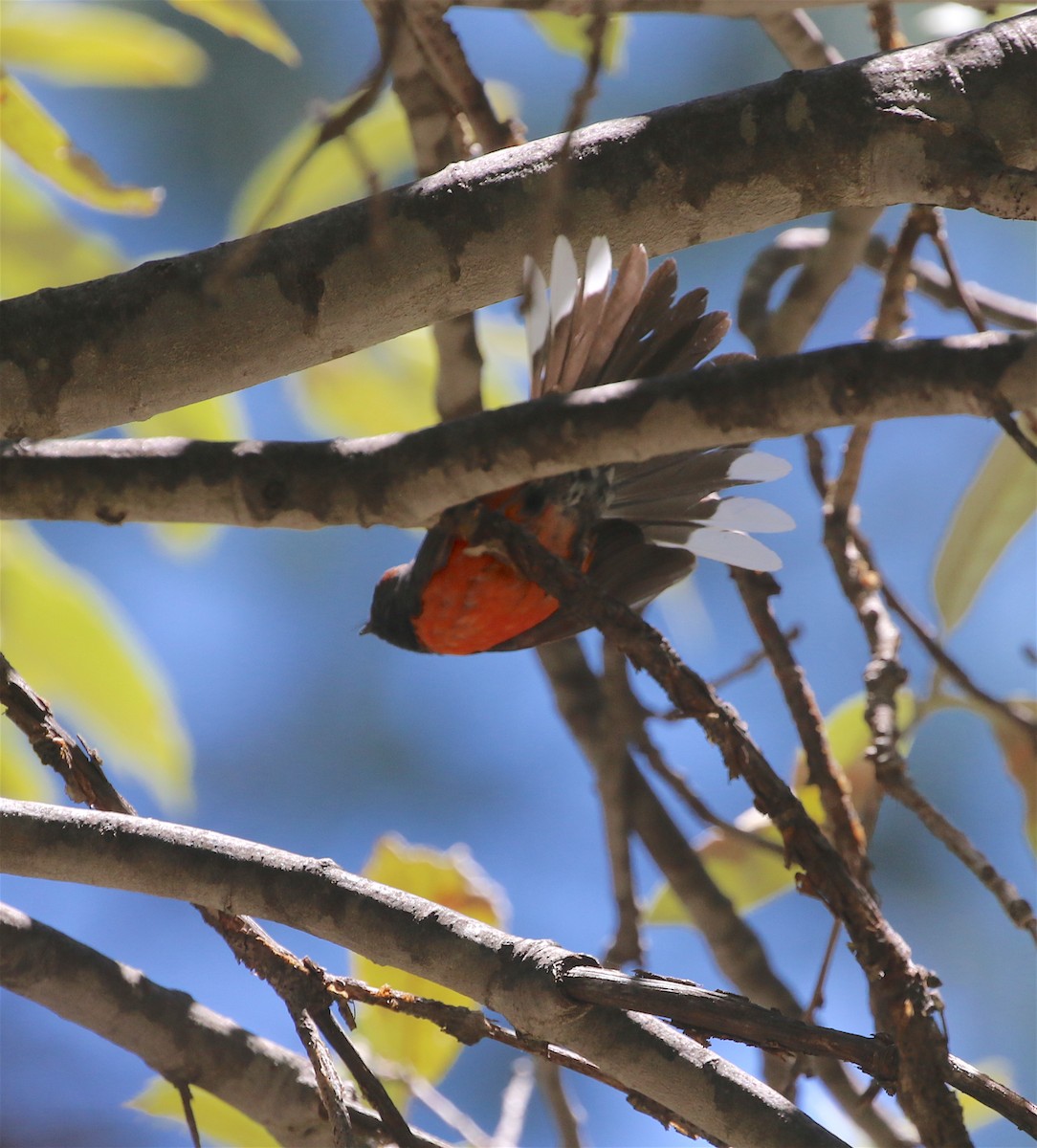 Slate-throated Redstart - ML447522581