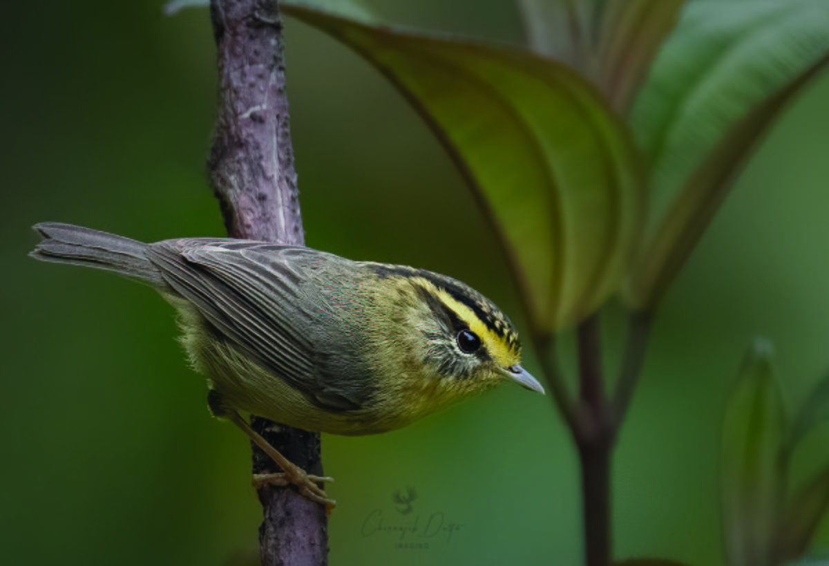 Yellow-throated Fulvetta - Chiranjib Dutta