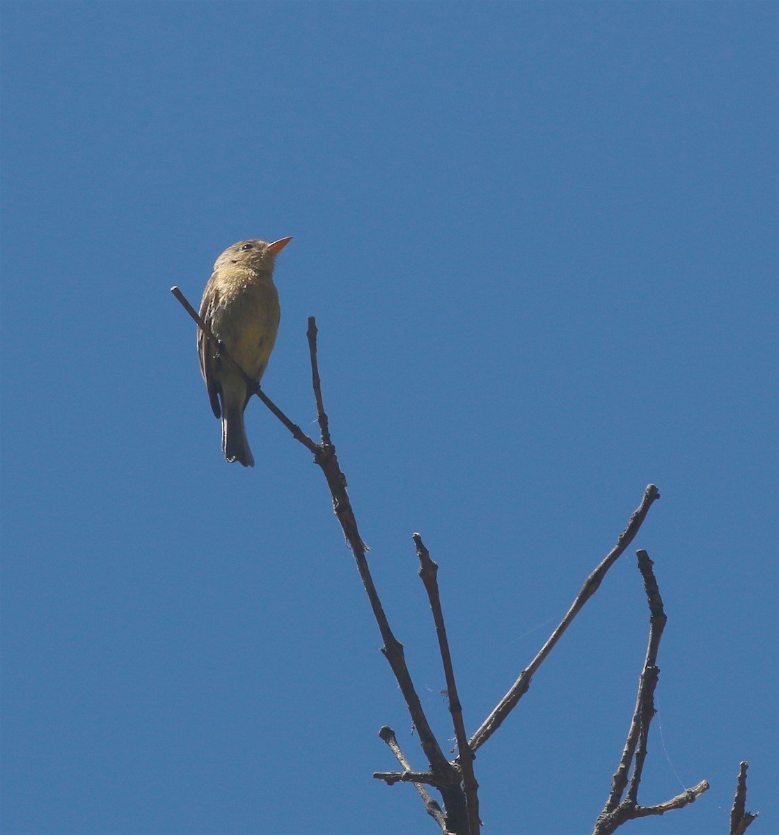 Buff-breasted Flycatcher - ML447523321