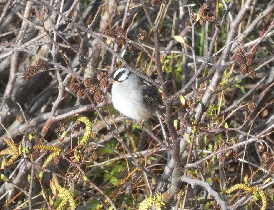 White-crowned Sparrow - Sandra Bourque