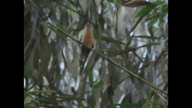 Planalto Hermit - ML447525571