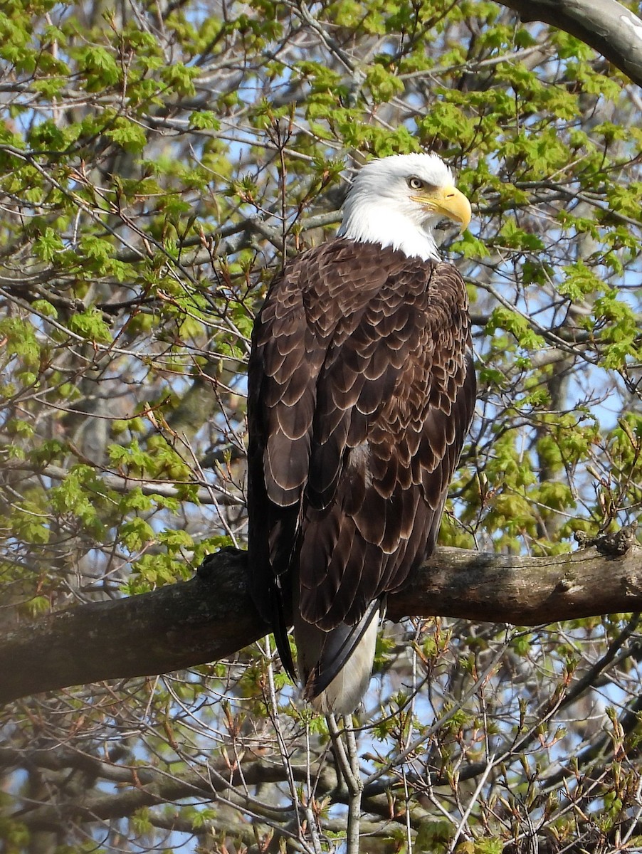 Bald Eagle - ML447526151