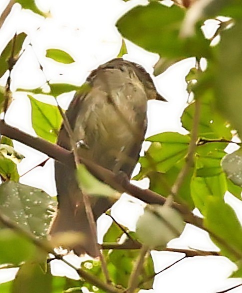 Tessmann's Flycatcher - ML447528721