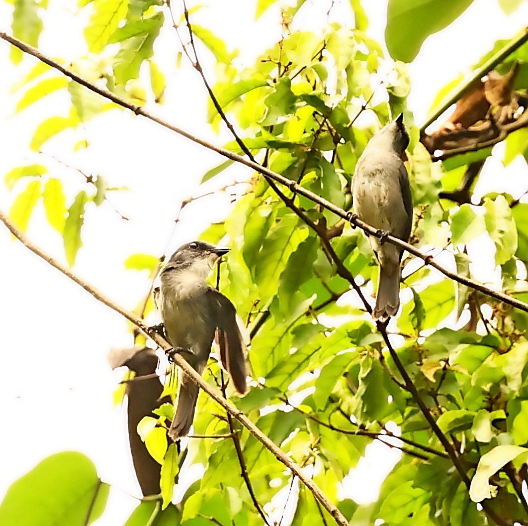 Tessmann's Flycatcher - ML447528751