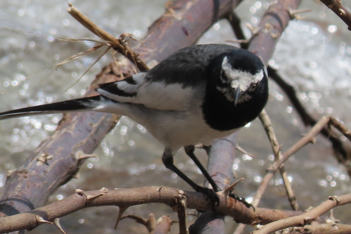White Wagtail (Masked) - Jan de Groot