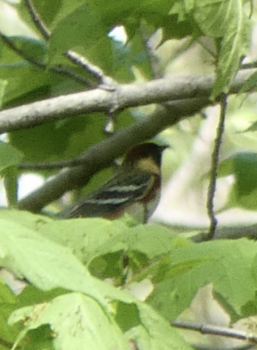Bay-breasted Warbler - ML447529411