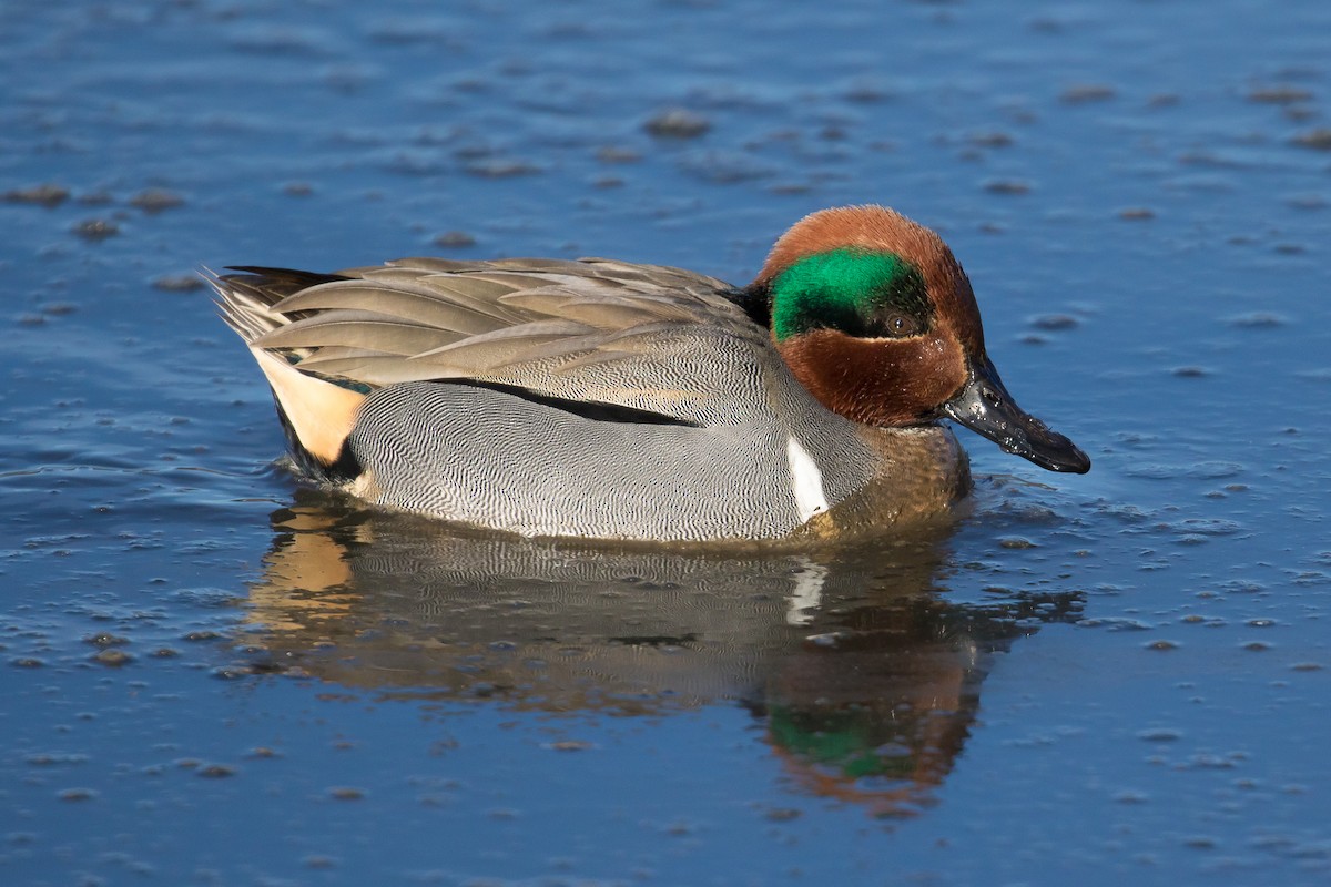 Чирянка мала (підвид carolinensis) - ML44753061