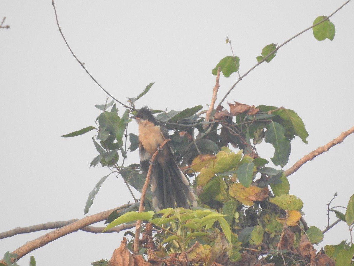 Pied Cuckoo - ML447531191