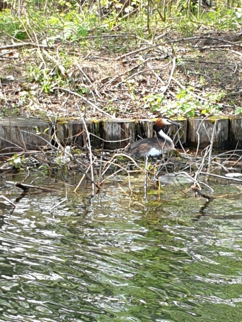 Great Crested Grebe - Sofya Martsinovich