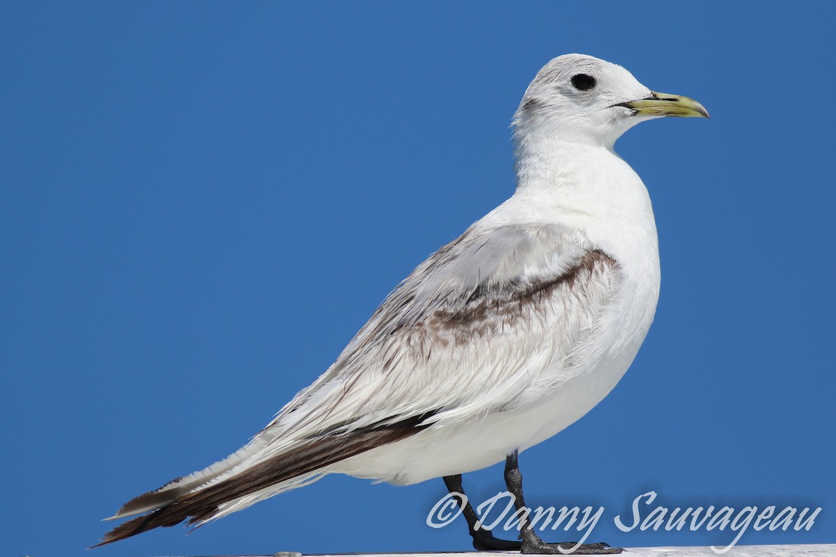 Mouette tridactyle (tridactyla) - ML447536281