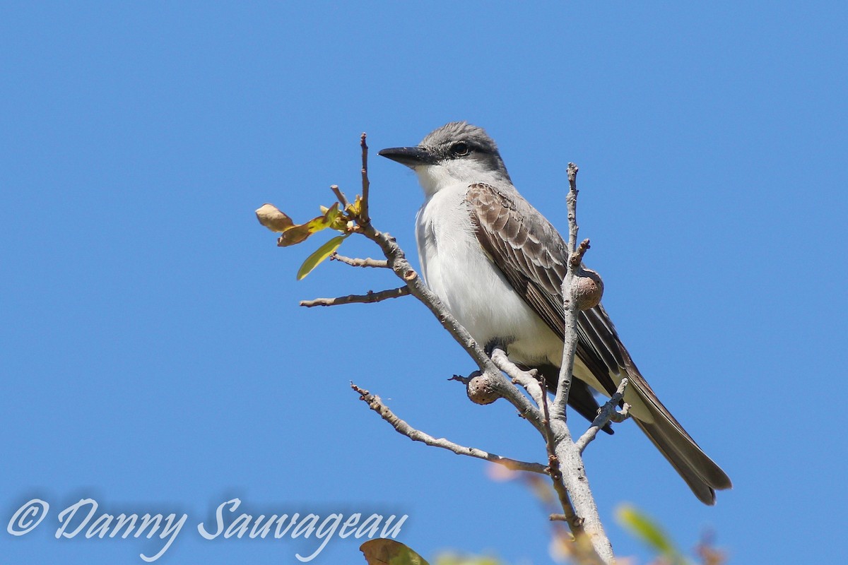 Gray Kingbird - ML447536351