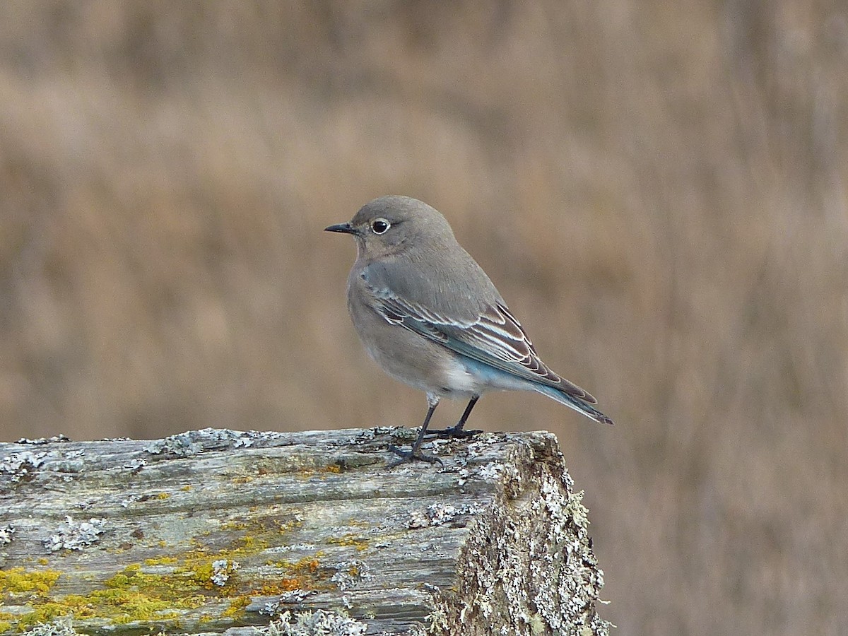 Mountain Bluebird - Ted Down