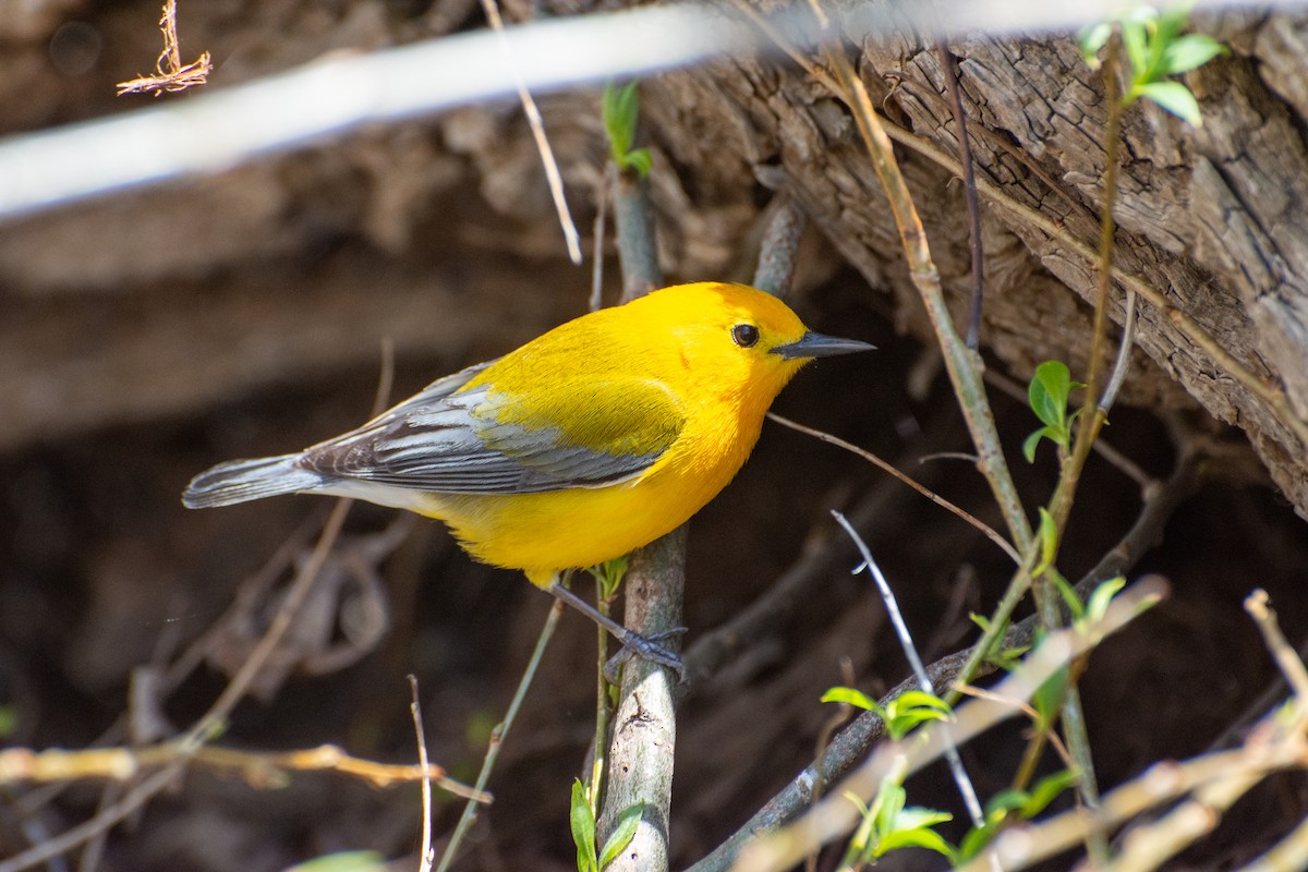 Prothonotary Warbler - ML447539221