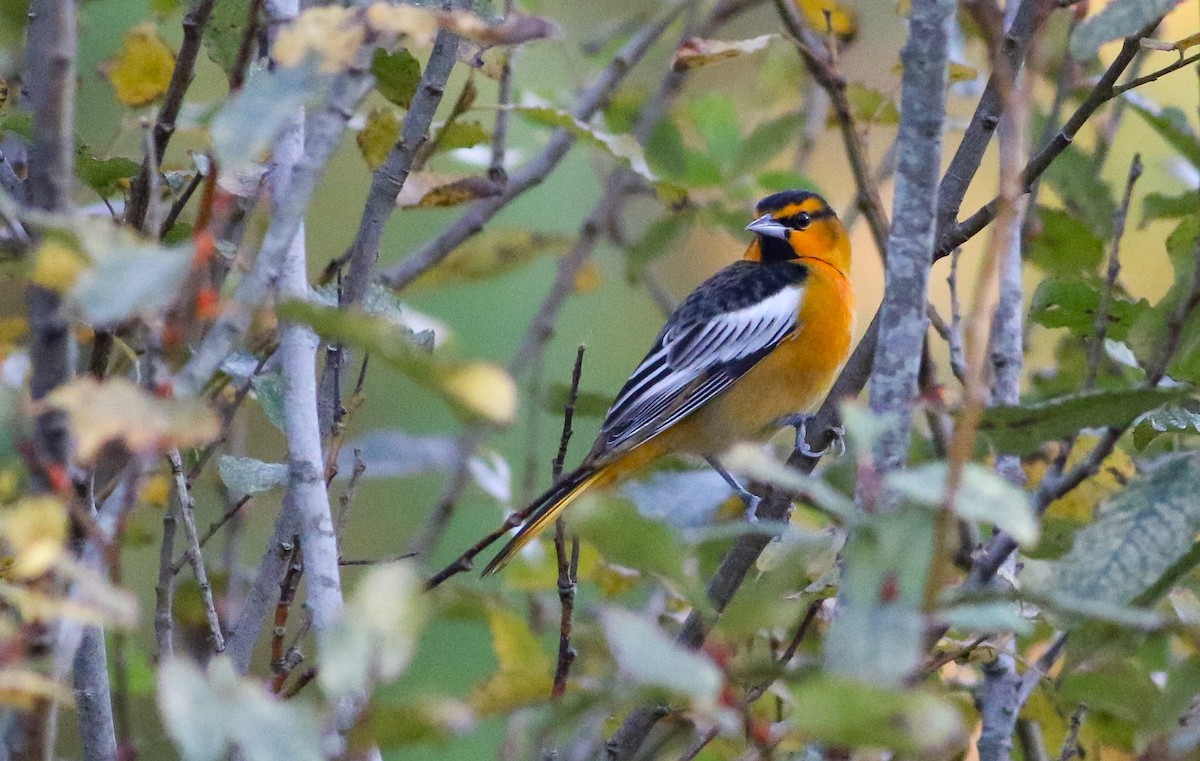 Oriole de Bullock - ML447541361