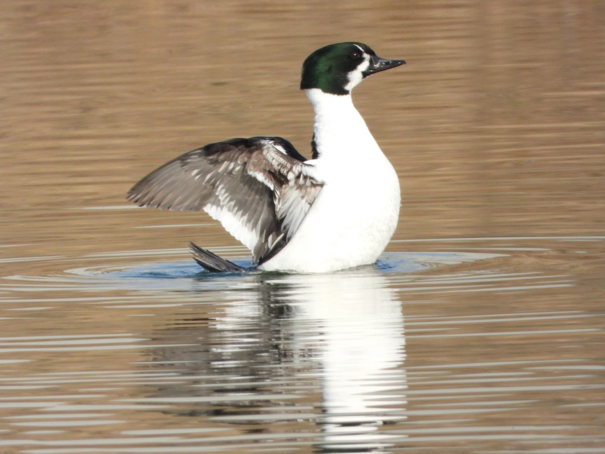Common Goldeneye x Smew (hybrid) - Martin Rheinheimer
