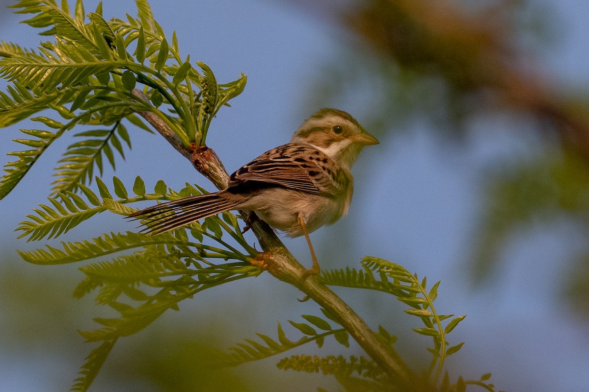 Clay-colored Sparrow - ML447542671