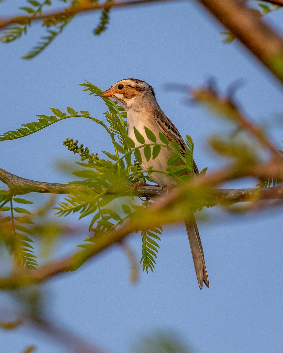 Clay-colored Sparrow - ML447542701