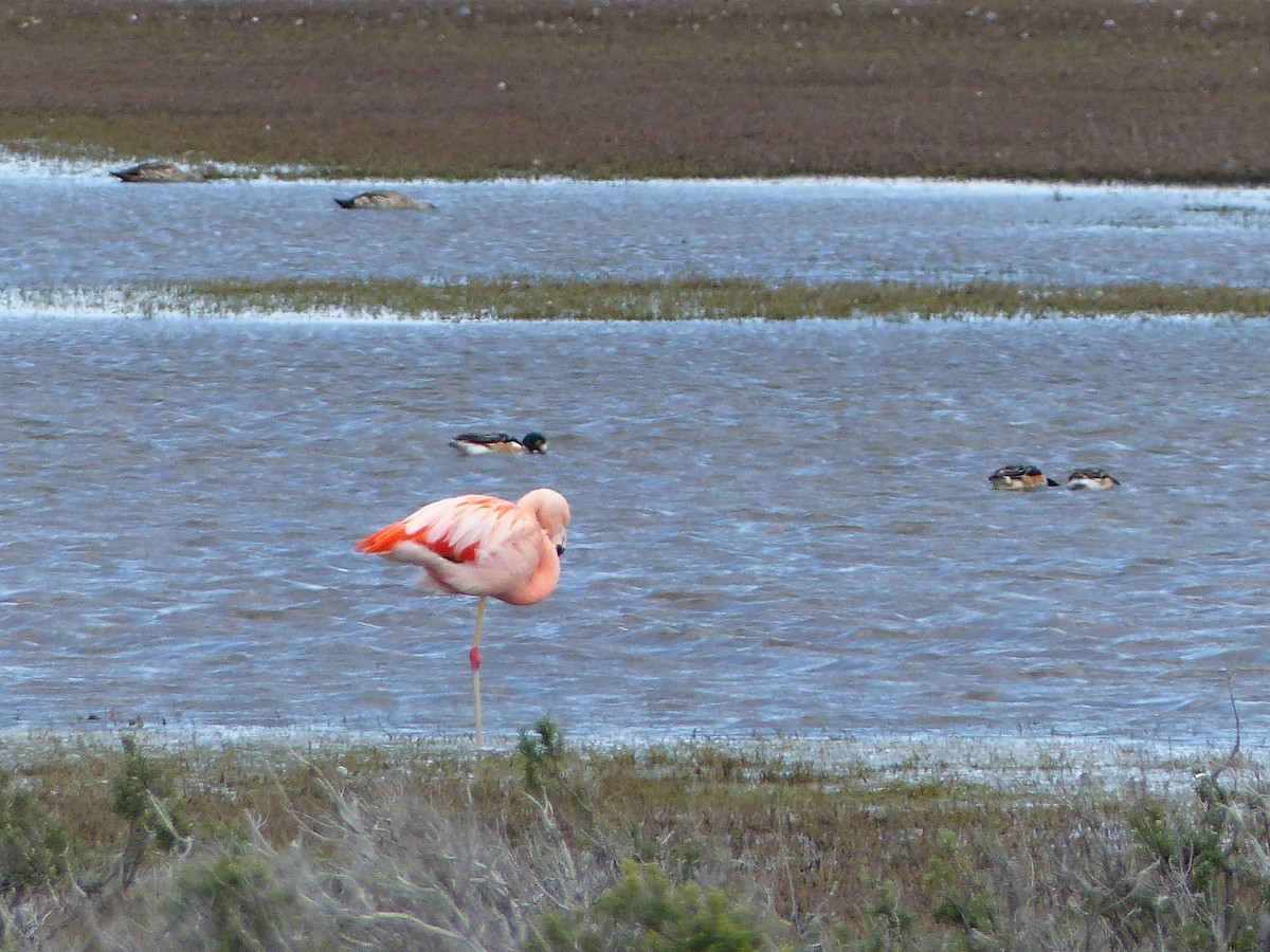 Chilean Flamingo - ML447543241