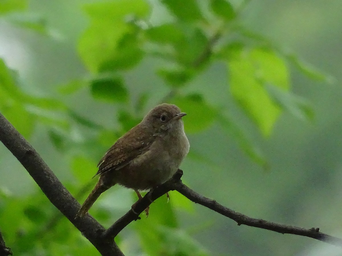 House Wren - ML447543741