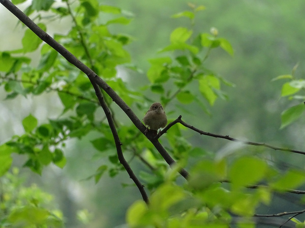 House Wren - ML447543831