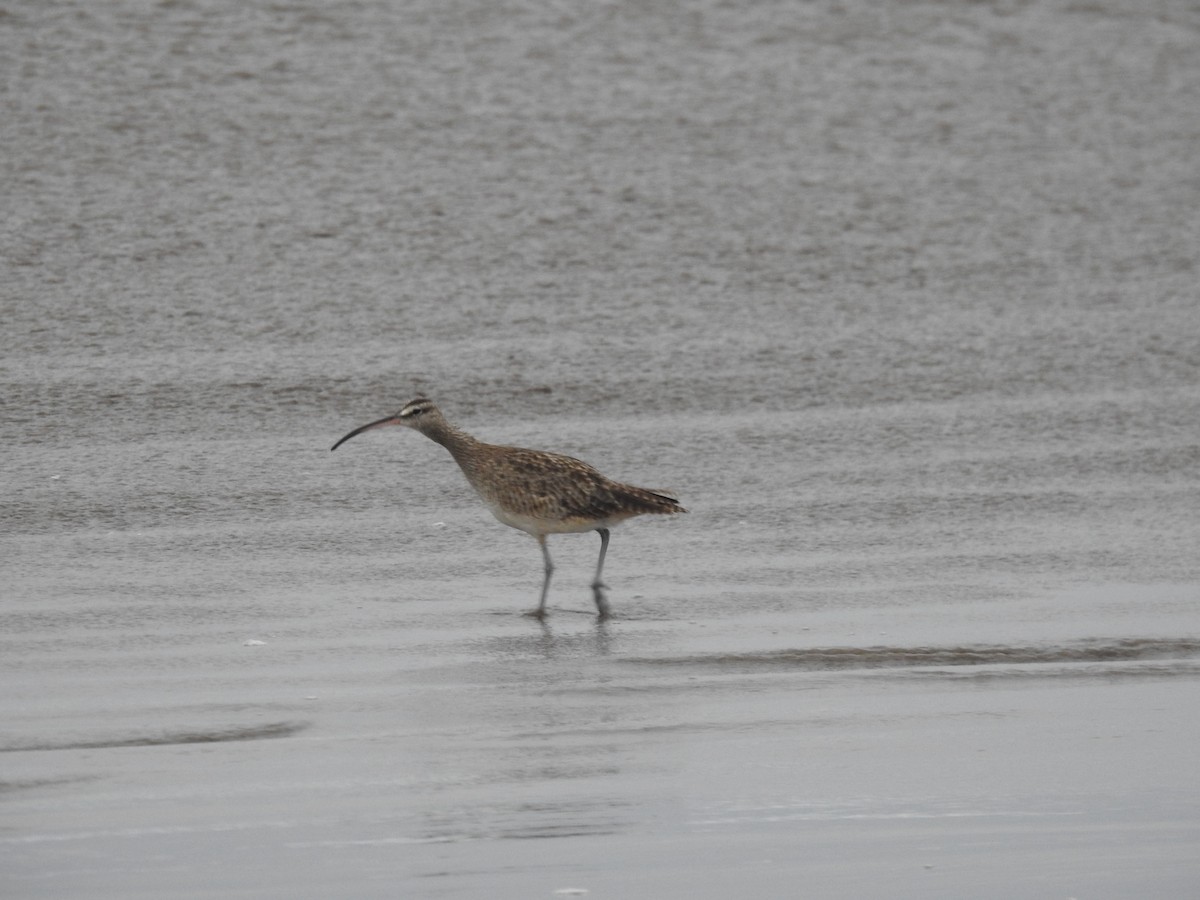 Whimbrel - ML447543981