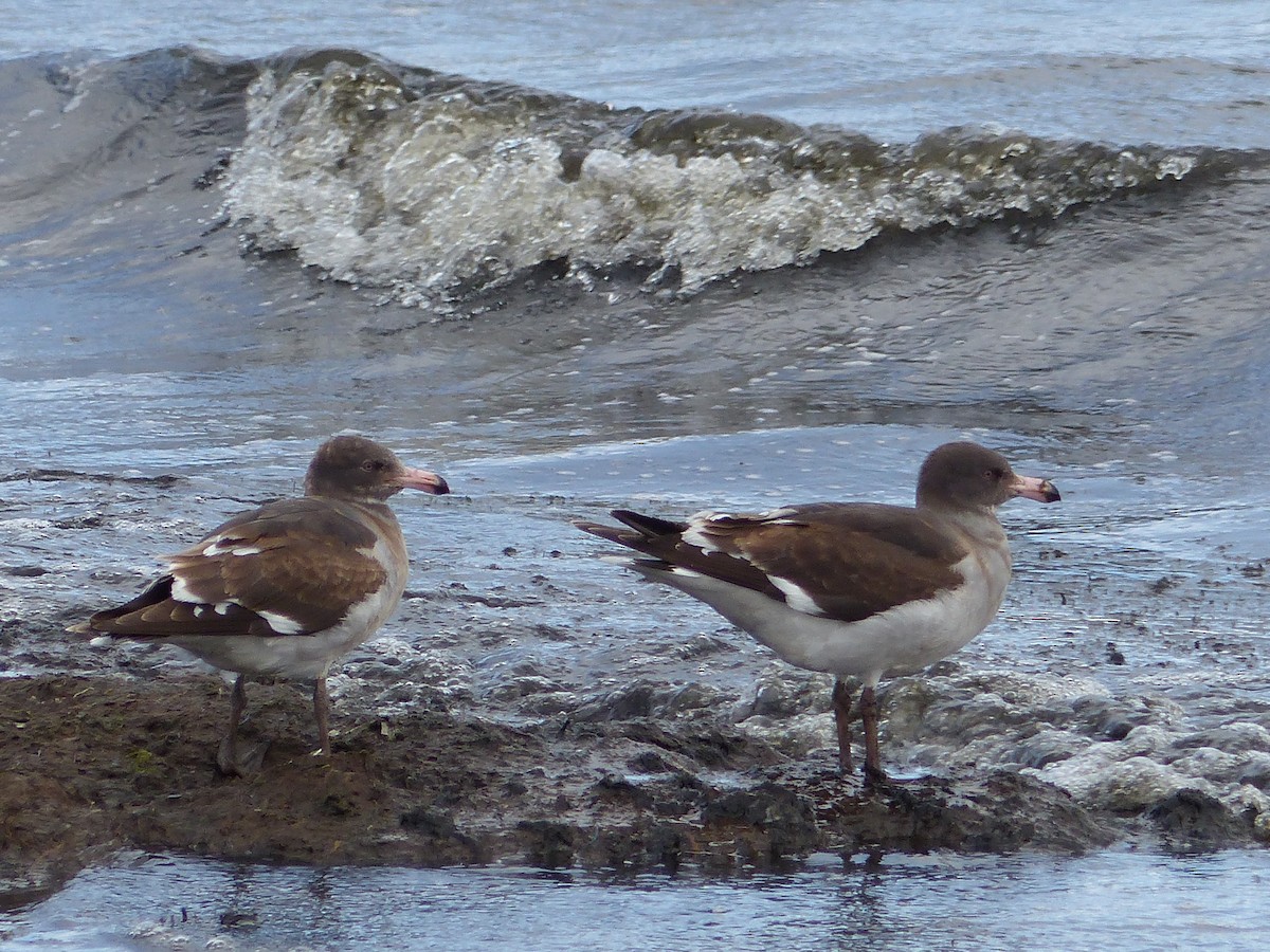 Gaviota Patagona - ML447544761