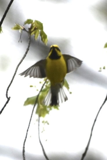 Lawrence's Warbler (hybrid) - ML447545801