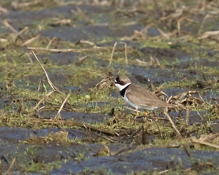 Semipalmated Plover - ML447547131
