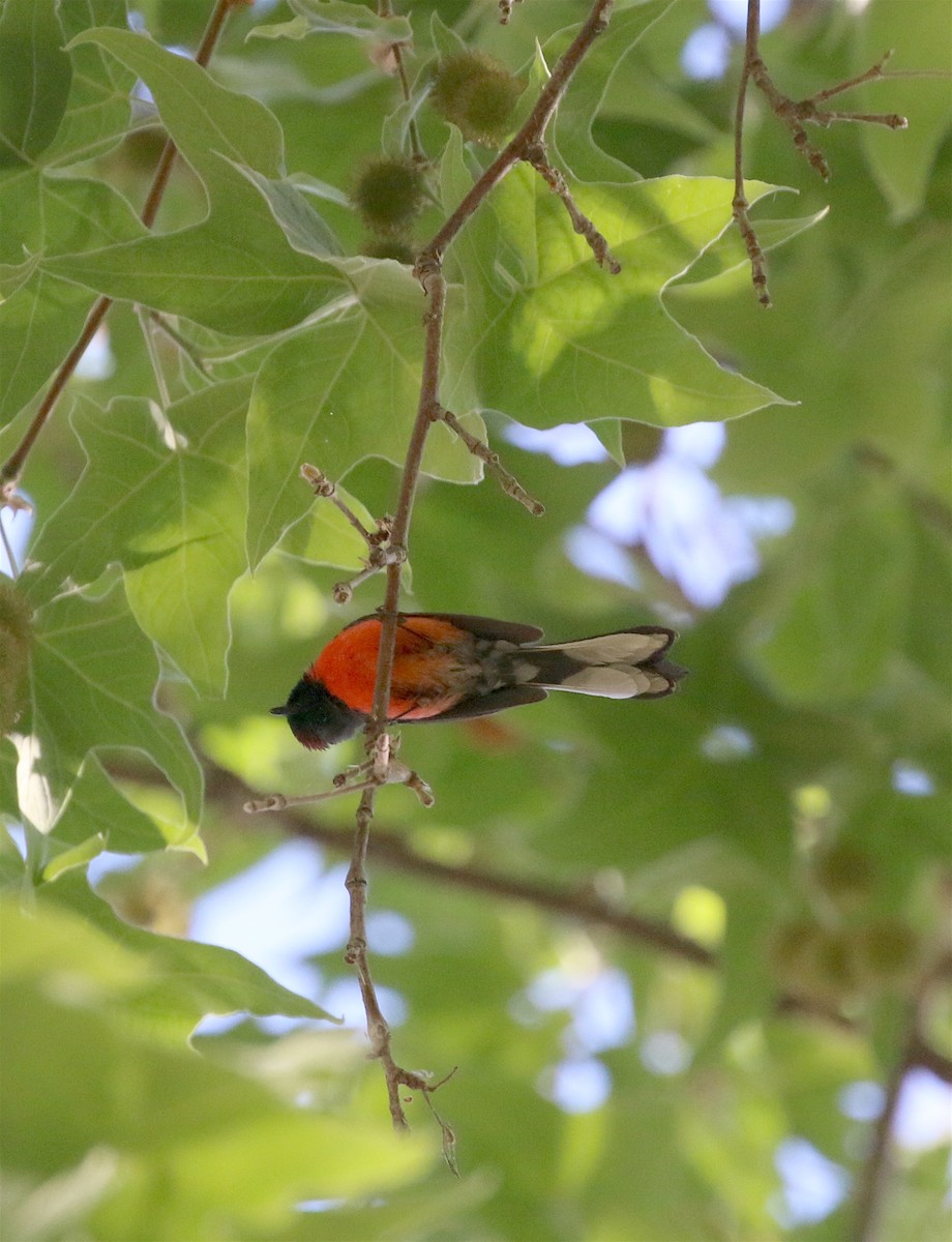 Slate-throated Redstart - ML447547711