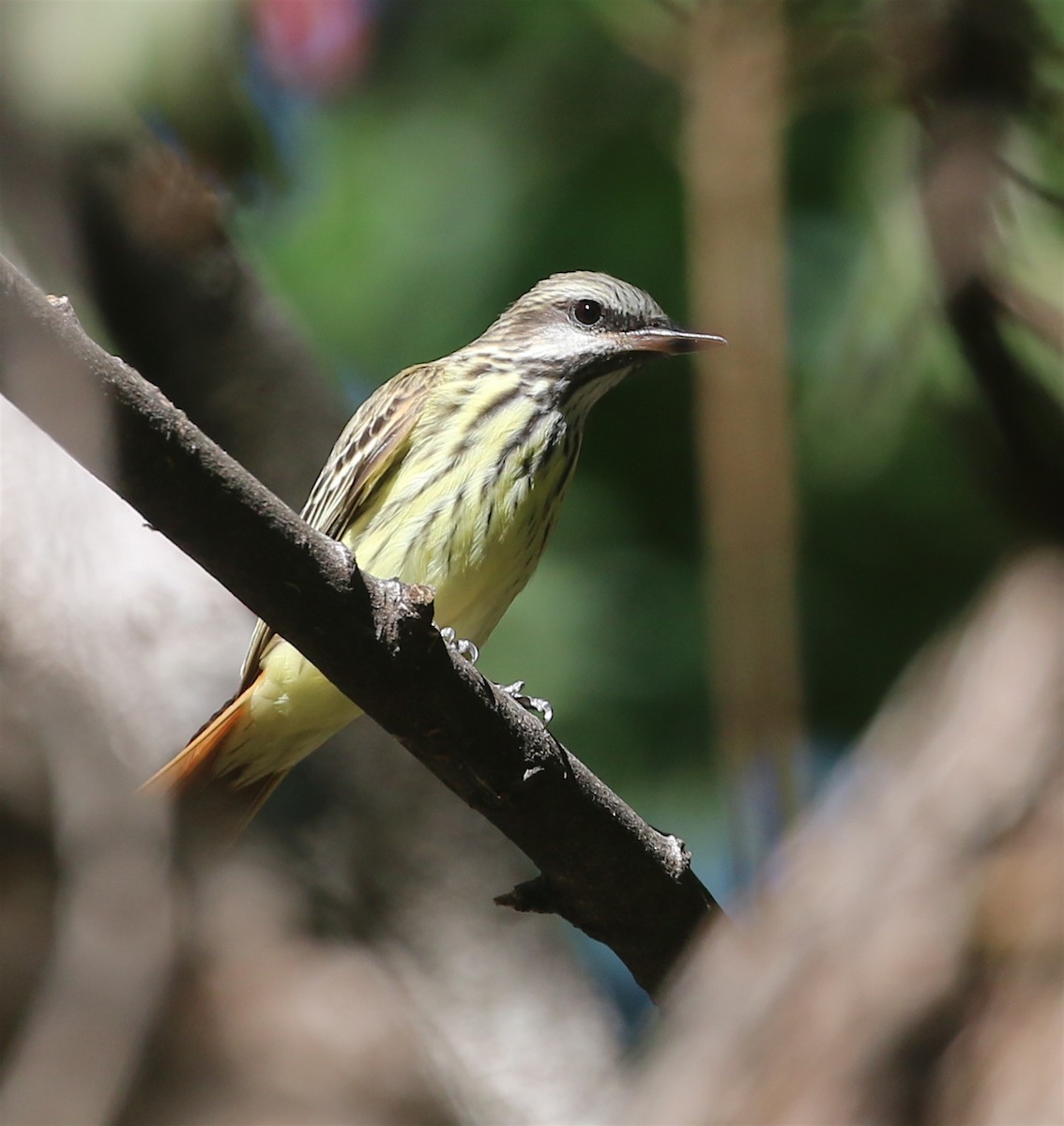 Sulphur-bellied Flycatcher - ML447548461