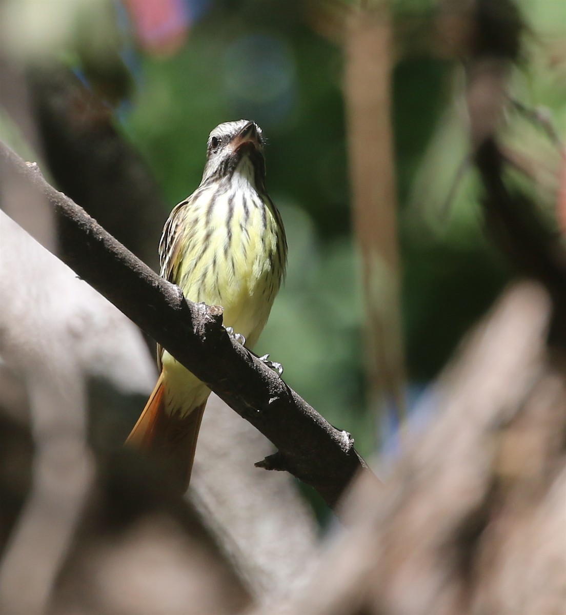 Sulphur-bellied Flycatcher - David Stejskal