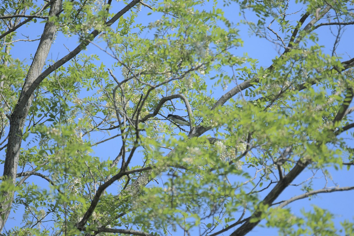 Eastern Kingbird - ML447548571