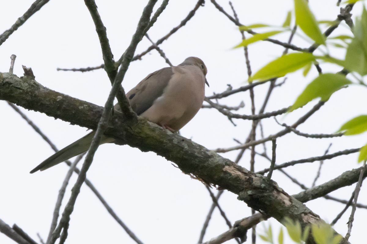 Mourning Dove - Harvey Rubenstein