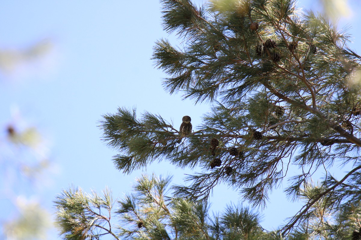 Northern Pygmy-Owl (Mountain) - ML447549951