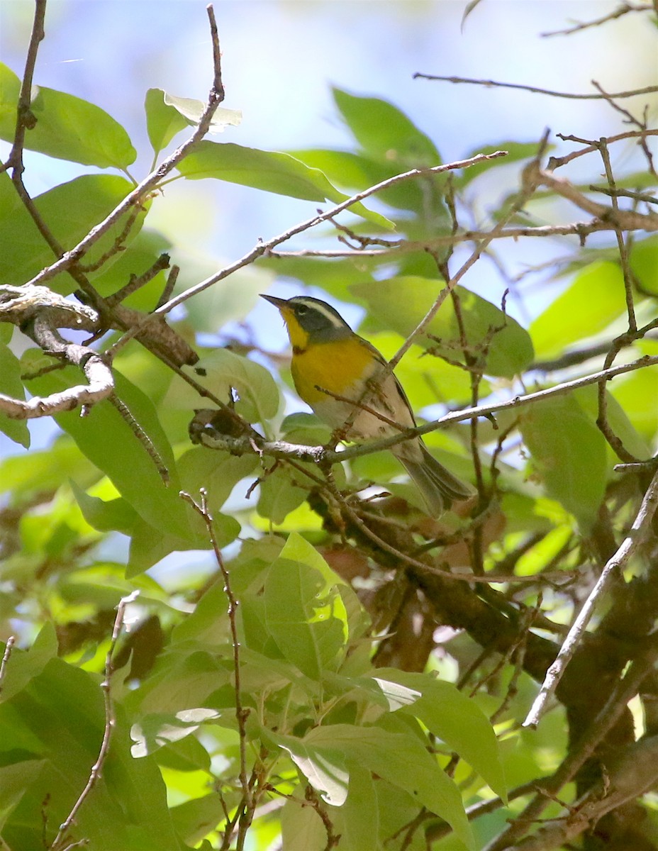 Crescent-chested Warbler - ML447549991