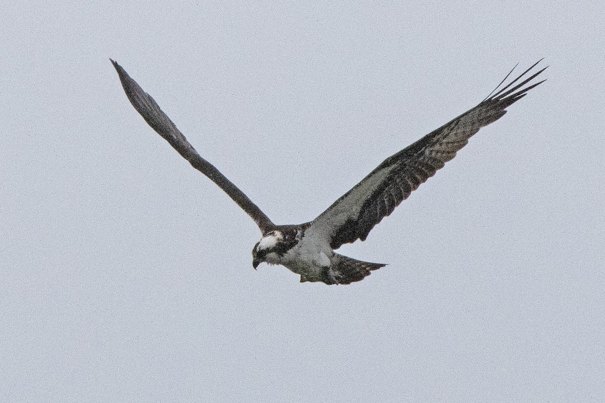 Balbuzard pêcheur - ML447550411