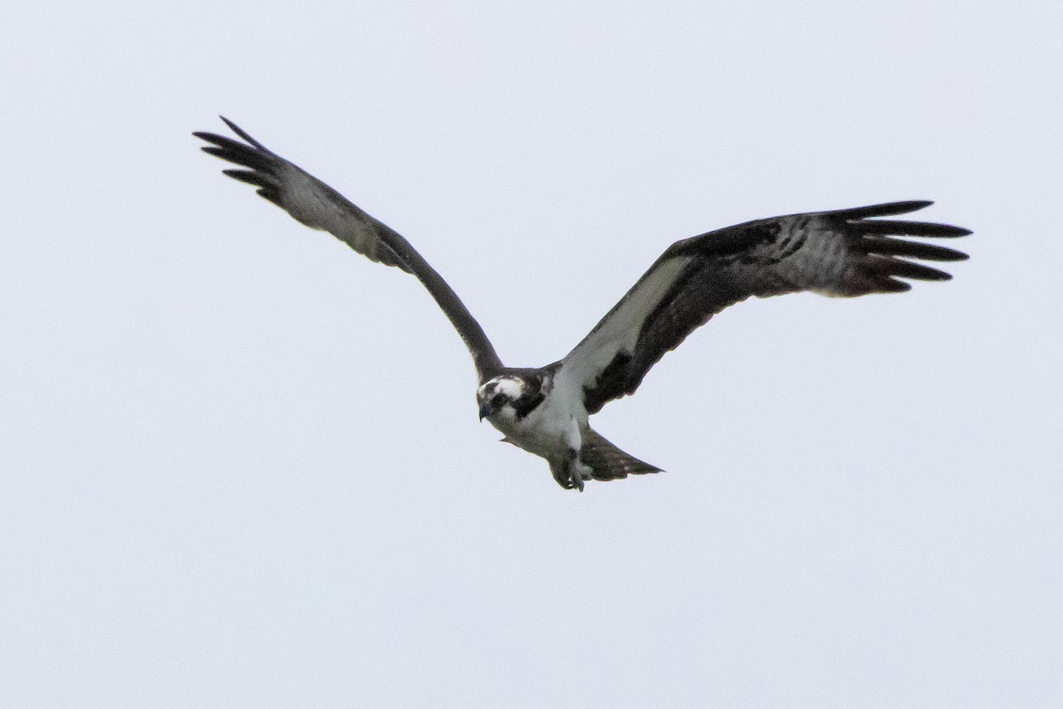 Águila Pescadora - ML447550441