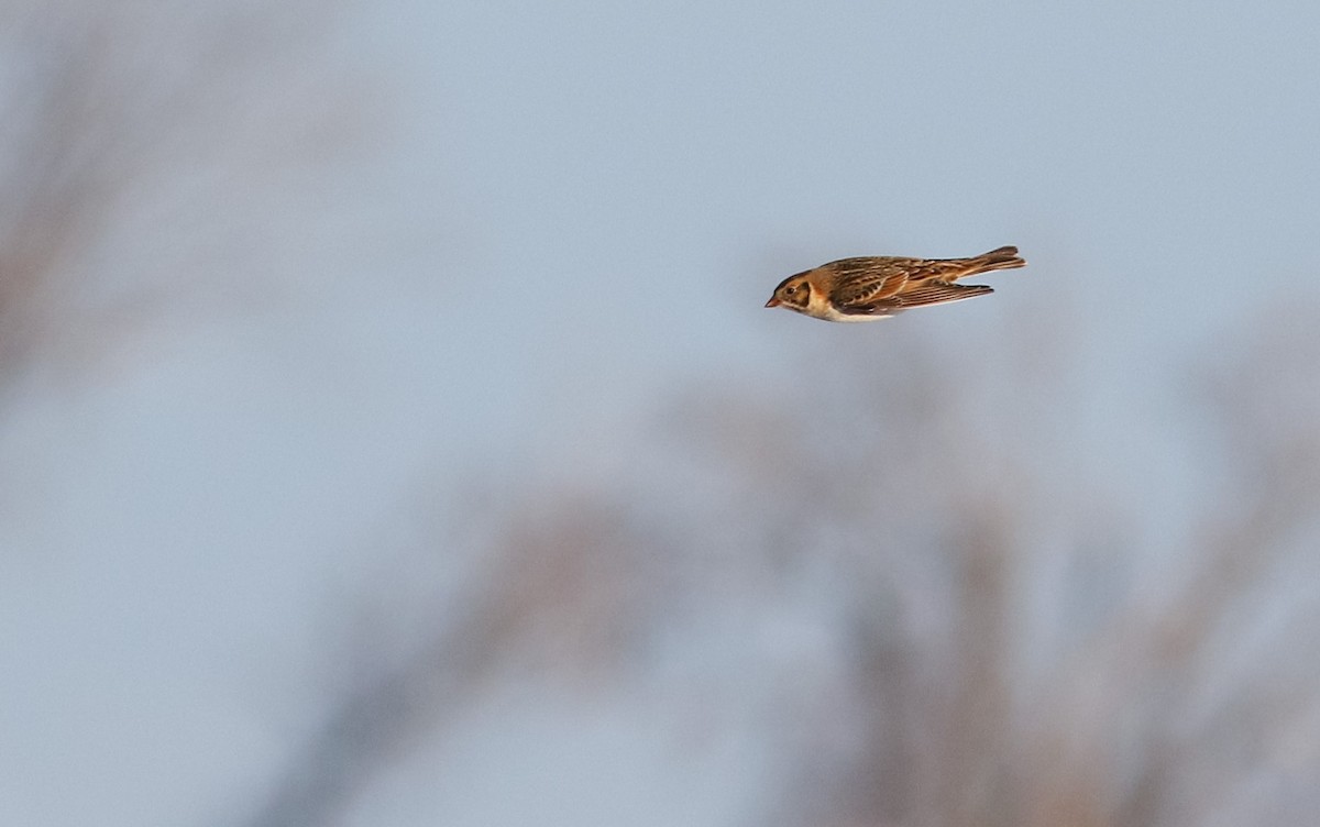 Lapland Longspur - Max Nootbaar