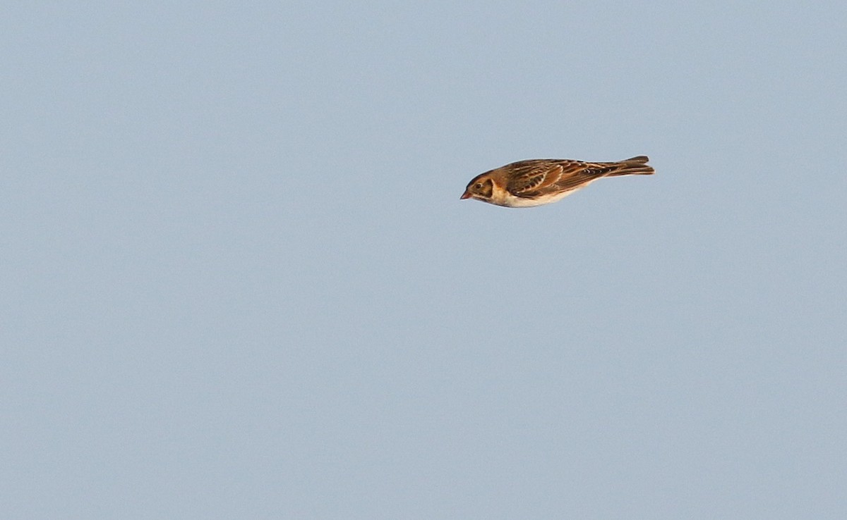 Lapland Longspur - Max Nootbaar