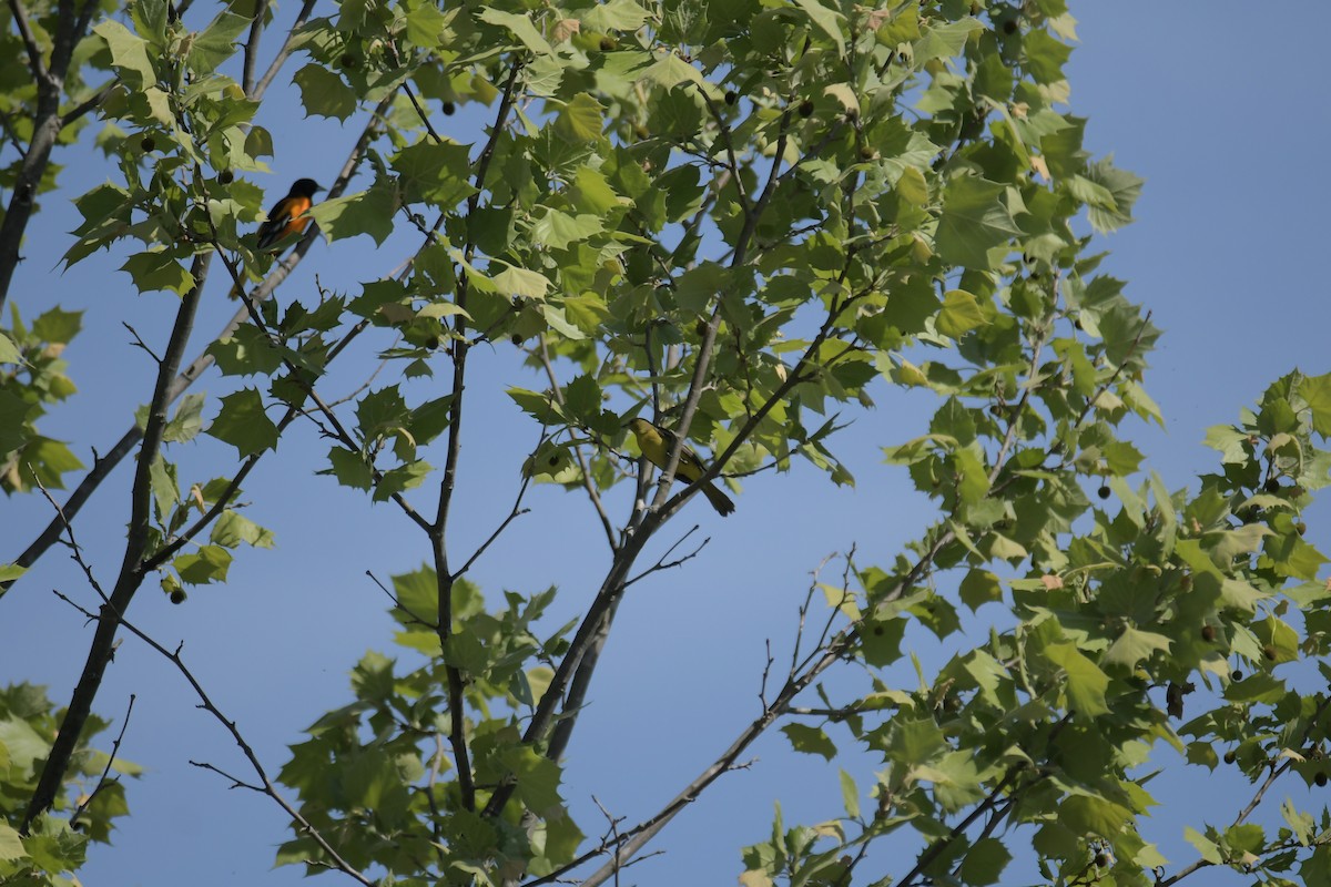 Baltimore Oriole - ML447550951