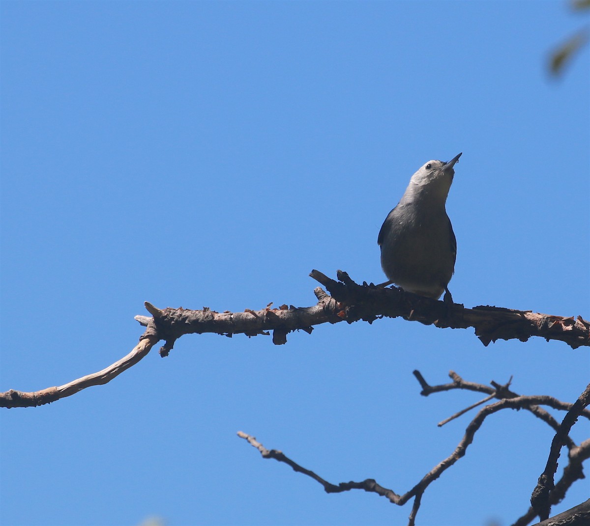 White-breasted Nuthatch - David Stejskal