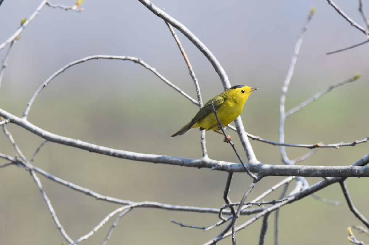 Wilson's Warbler - ML447551021