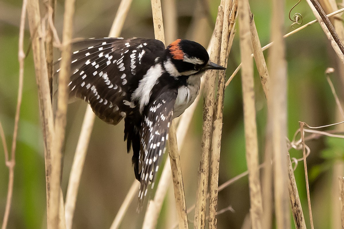 Downy Woodpecker - Harvey Rubenstein