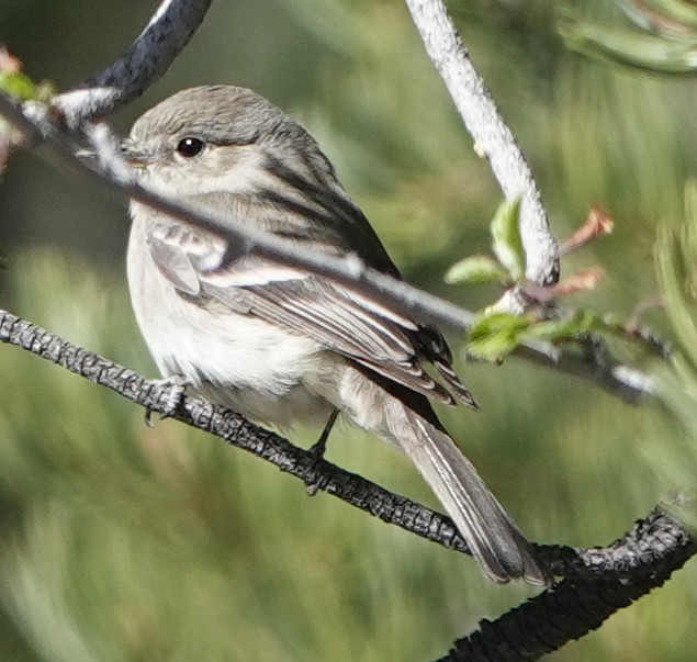 Gray Flycatcher - ML447552231