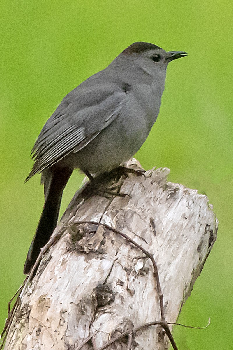 Gray Catbird - Harvey Rubenstein