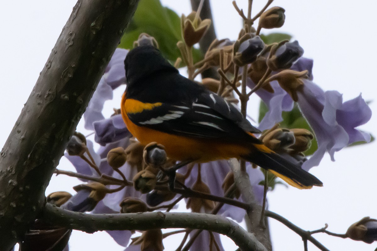 Baltimore Oriole - Harvey Rubenstein