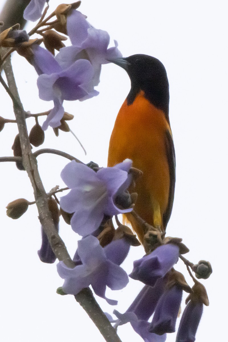 Baltimore Oriole - Harvey Rubenstein