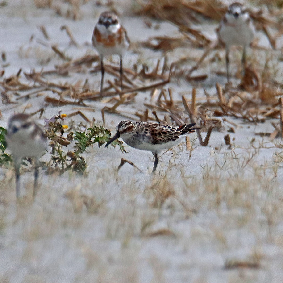 Broad-billed Sandpiper - SUSANTA MUKHERJEE